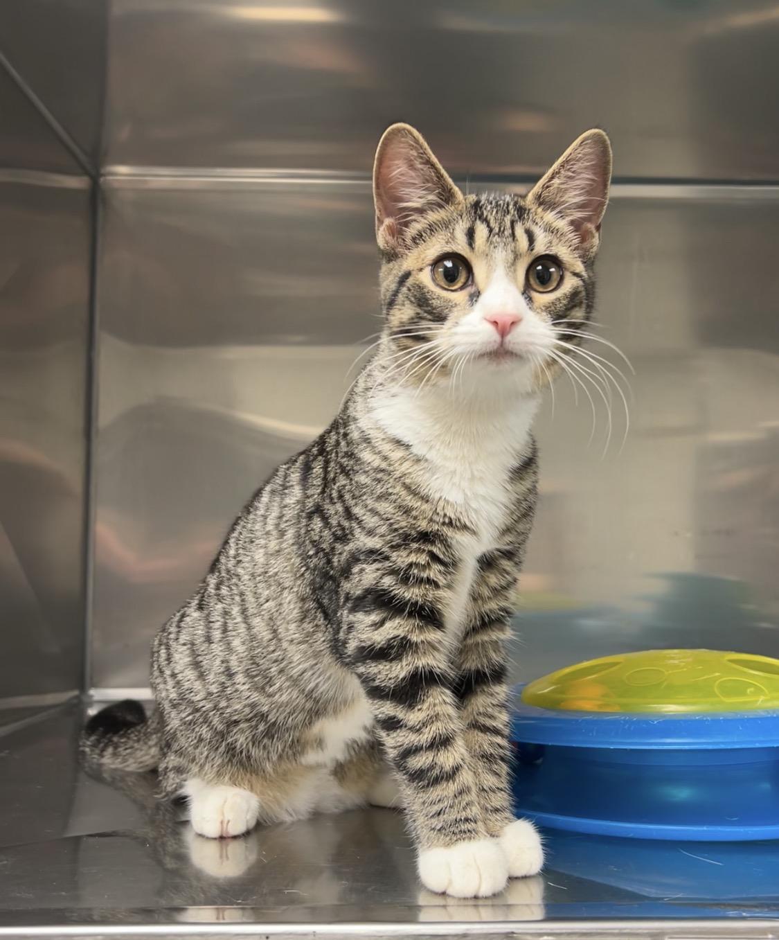 Candy Apple, a Adoptable Domestic Short Hair in Montville, NJ image 3/4