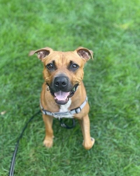 Enlarge Billy, a Adopted mixed breed in Essex, MD image 1/14