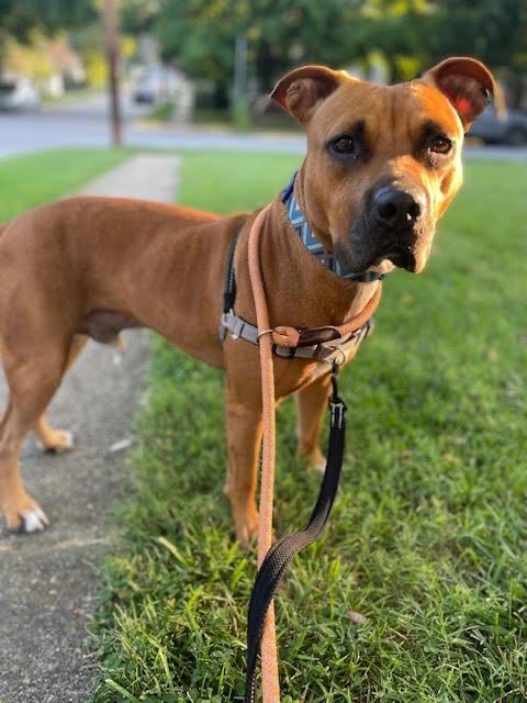 Enlarge Billy, a Adopted mixed breed in Essex, MD image 2/14