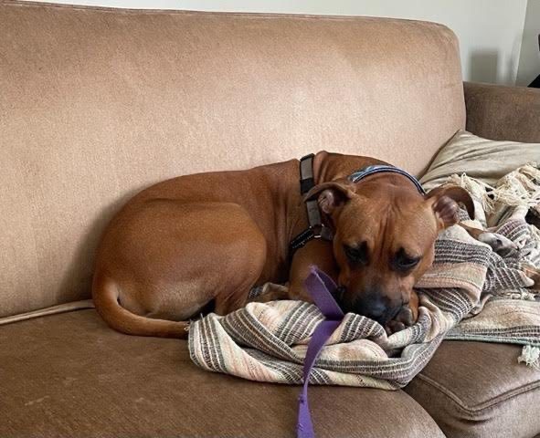 Enlarge Billy, a Adopted mixed breed in Essex, MD image 3/14