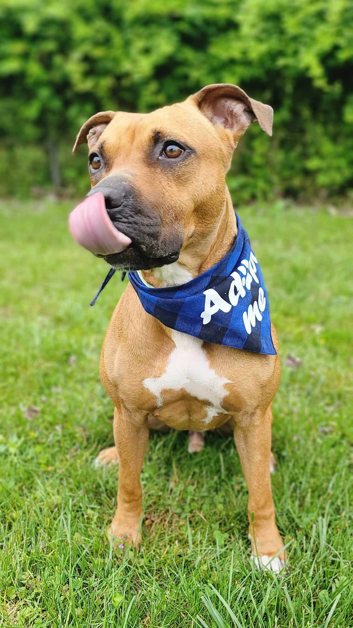 Enlarge Billy, a Adopted mixed breed in Essex, MD image 5/14