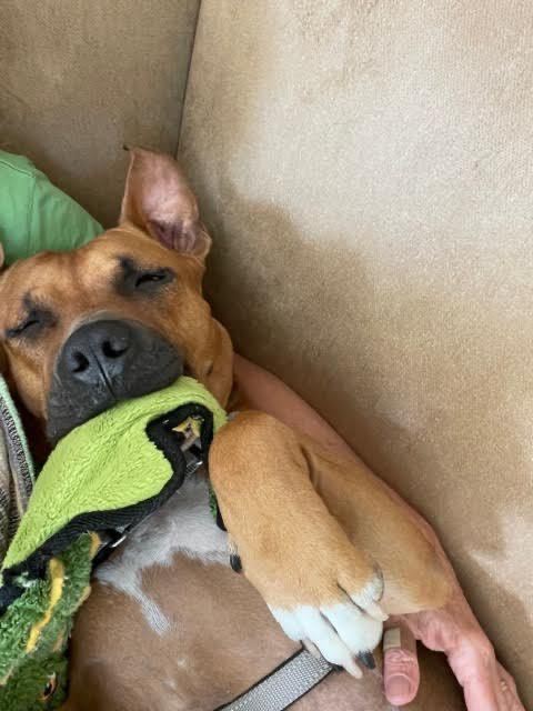 Enlarge Billy, a Adopted mixed breed in Essex, MD image 6/14