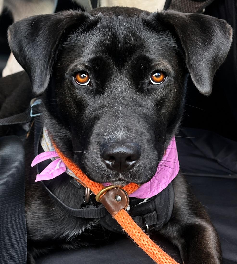 Cassie, ADOPTABLE, Young Female Cane Corso & Husky.
