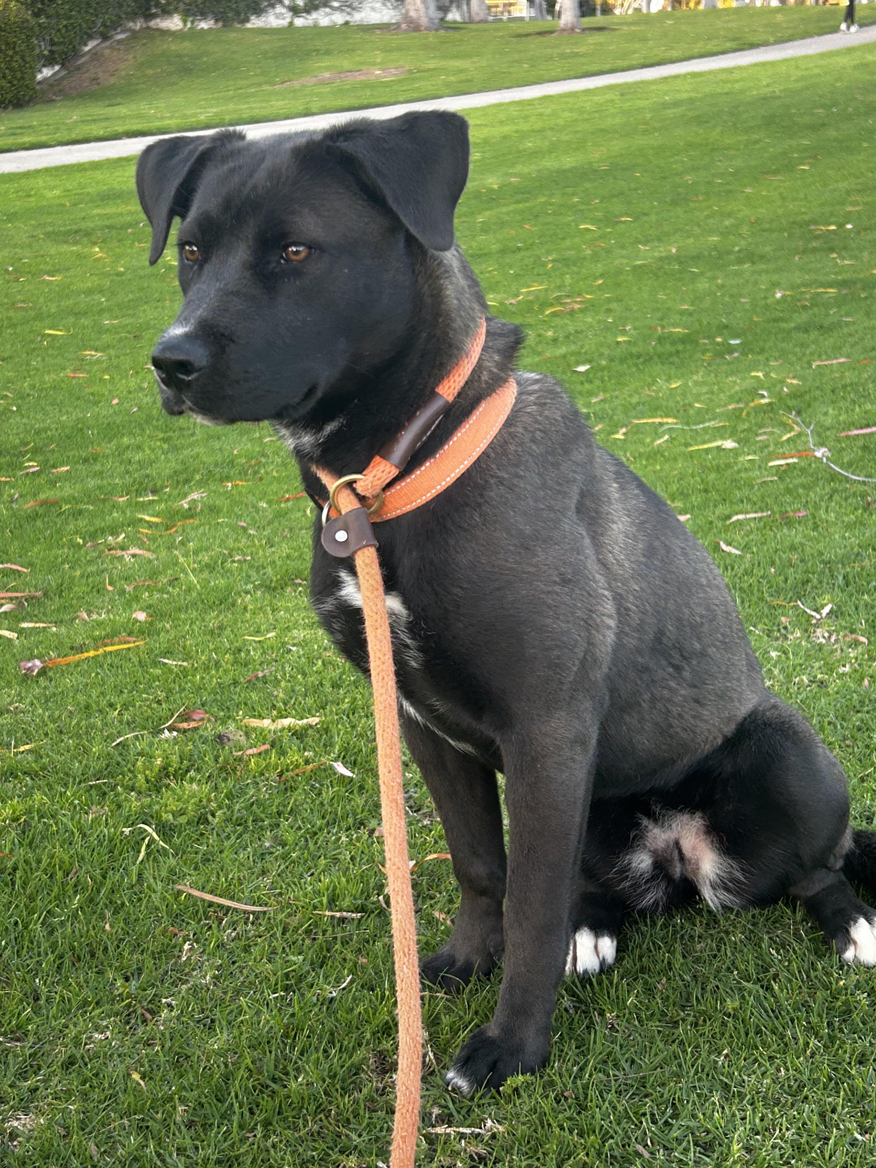 Enlarge Cassie, a Adoptable mixed breed in Newport Beach, CA image 3/6