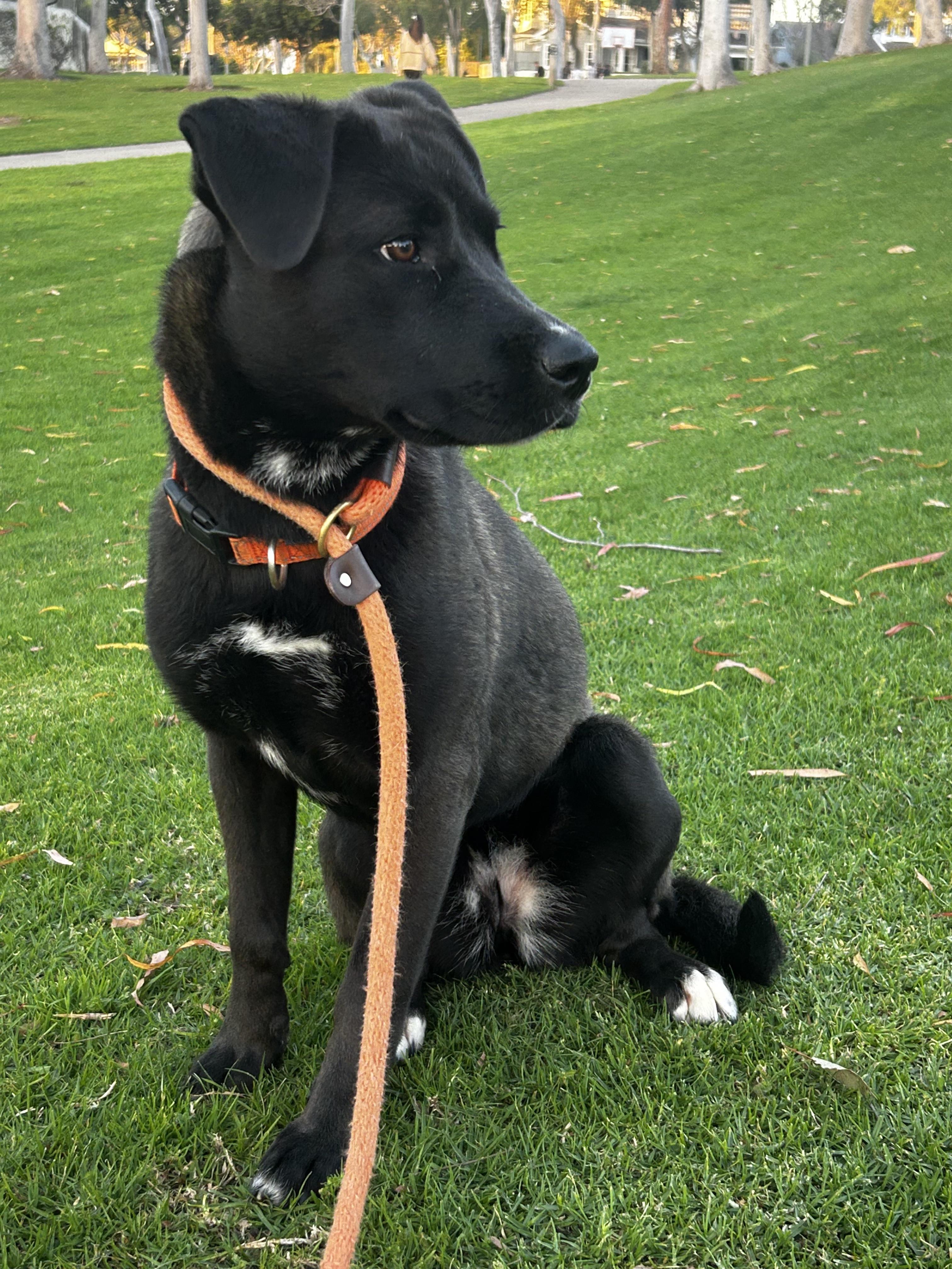 Enlarge Cassie, a Adoptable mixed breed in Newport Beach, CA image 5/6