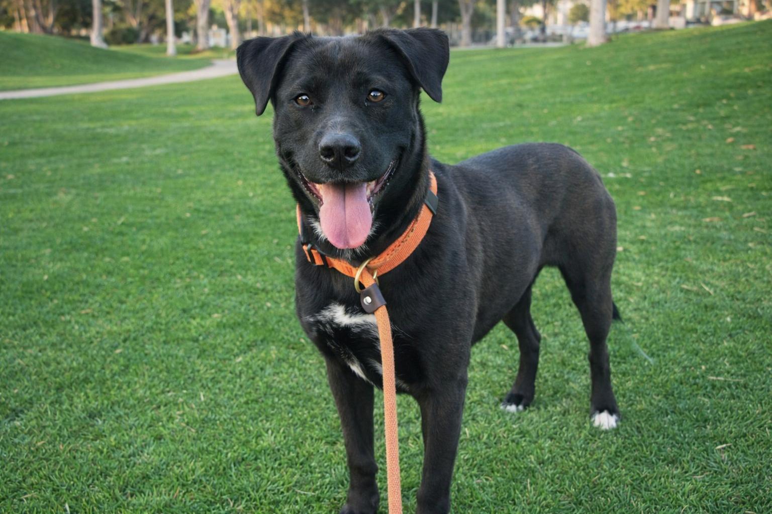 Enlarge Cassie, a Adoptable mixed breed in Newport Beach, CA image 2/6