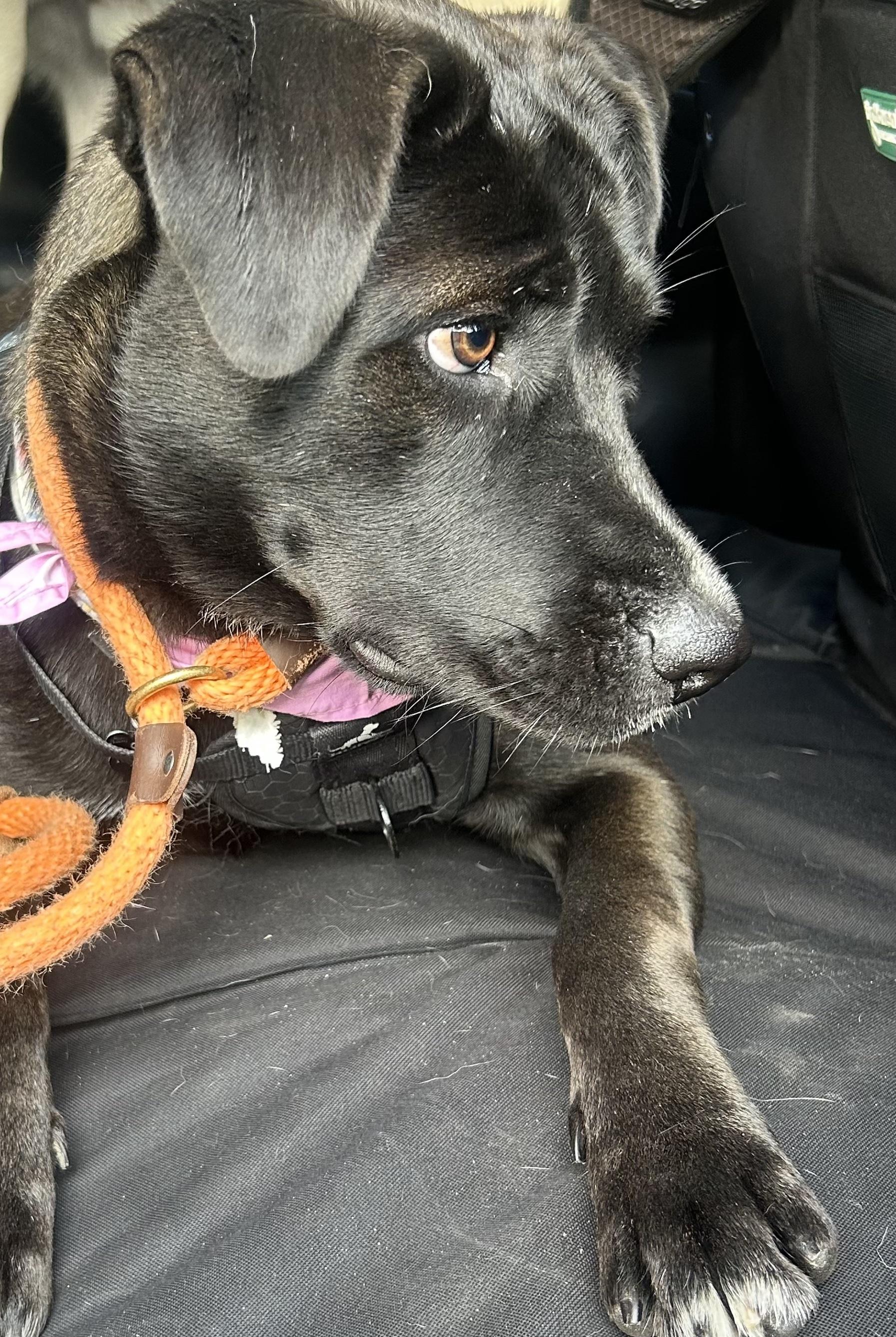 Enlarge Cassie, a Adoptable mixed breed in Newport Beach, CA image 4/6