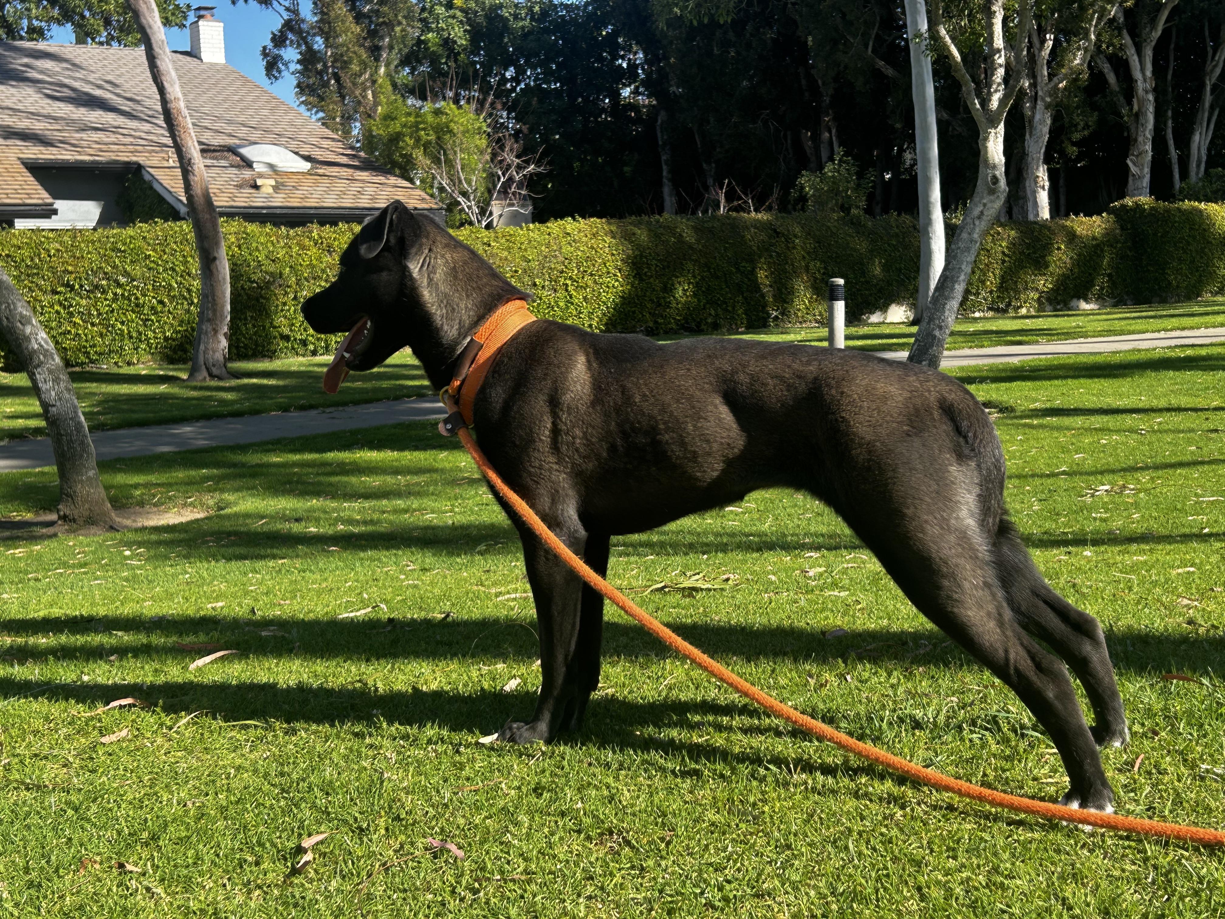 Enlarge Cassie, a Adoptable mixed breed in Newport Beach, CA image 6/6