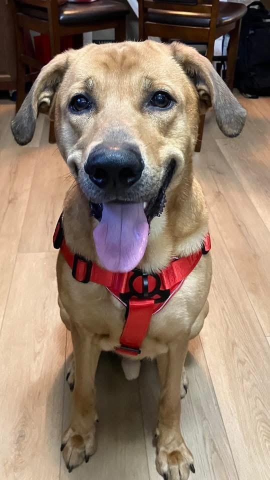 Odin, Adopted, Adult Male Labrador Retriever & Golden Retriever.