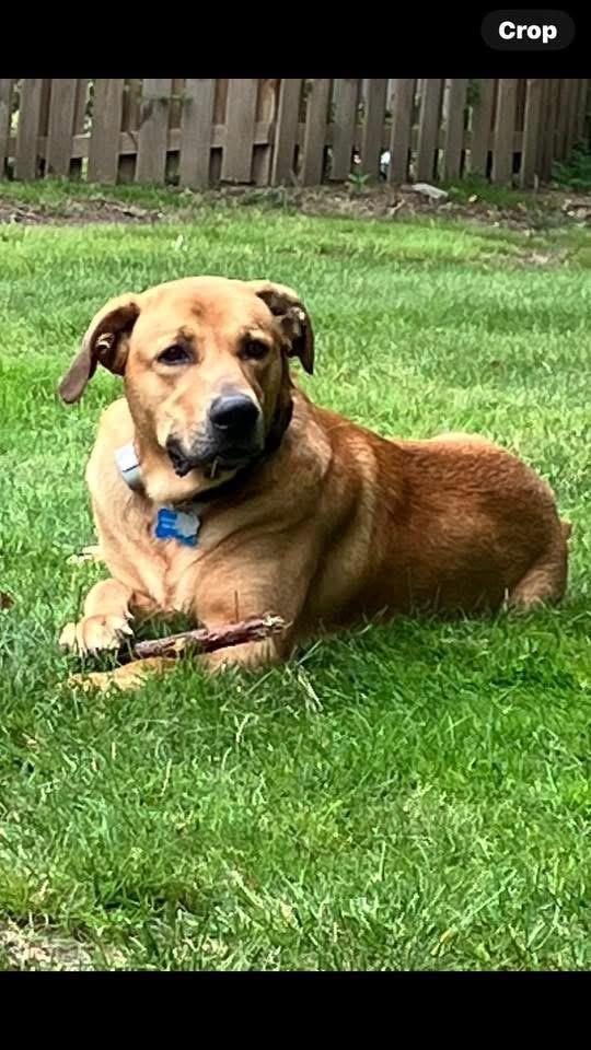 Enlarge Odin, a Adopted mixed breed in Lyndhurst, OH image 2/3