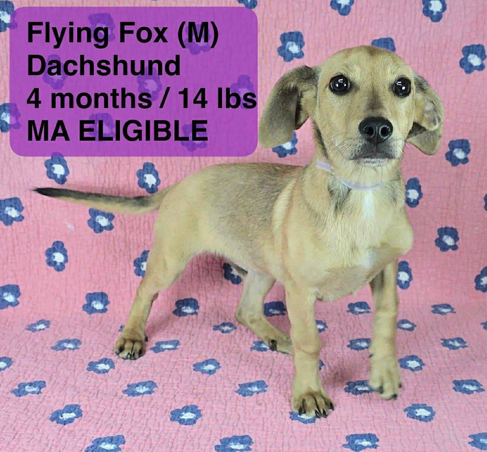 Enlarge FLYING FOX, a Adoptable Dachshund in Pomfret Center, CT image 1/3