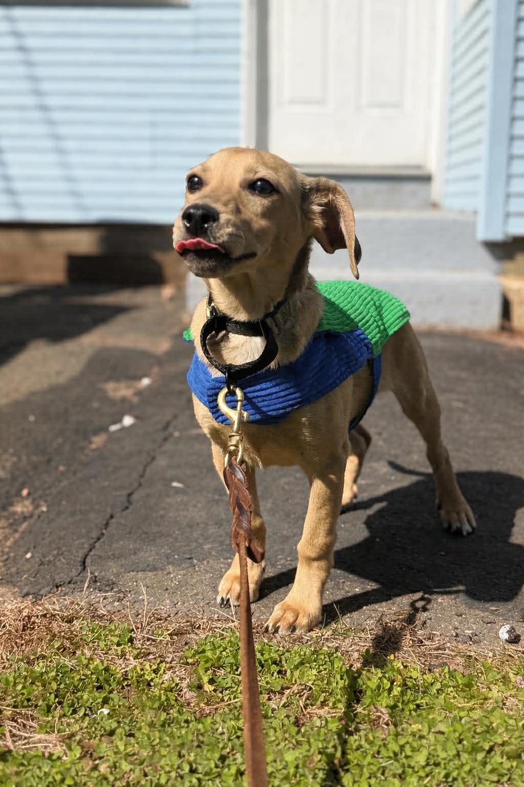 Enlarge FLYING FOX, a Adoptable Dachshund in Pomfret Center, CT image 2/3