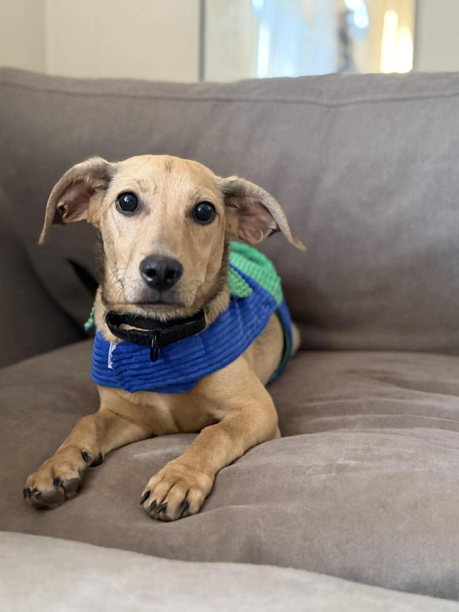 Enlarge FLYING FOX, a Adoptable Dachshund in Pomfret Center, CT image 3/3