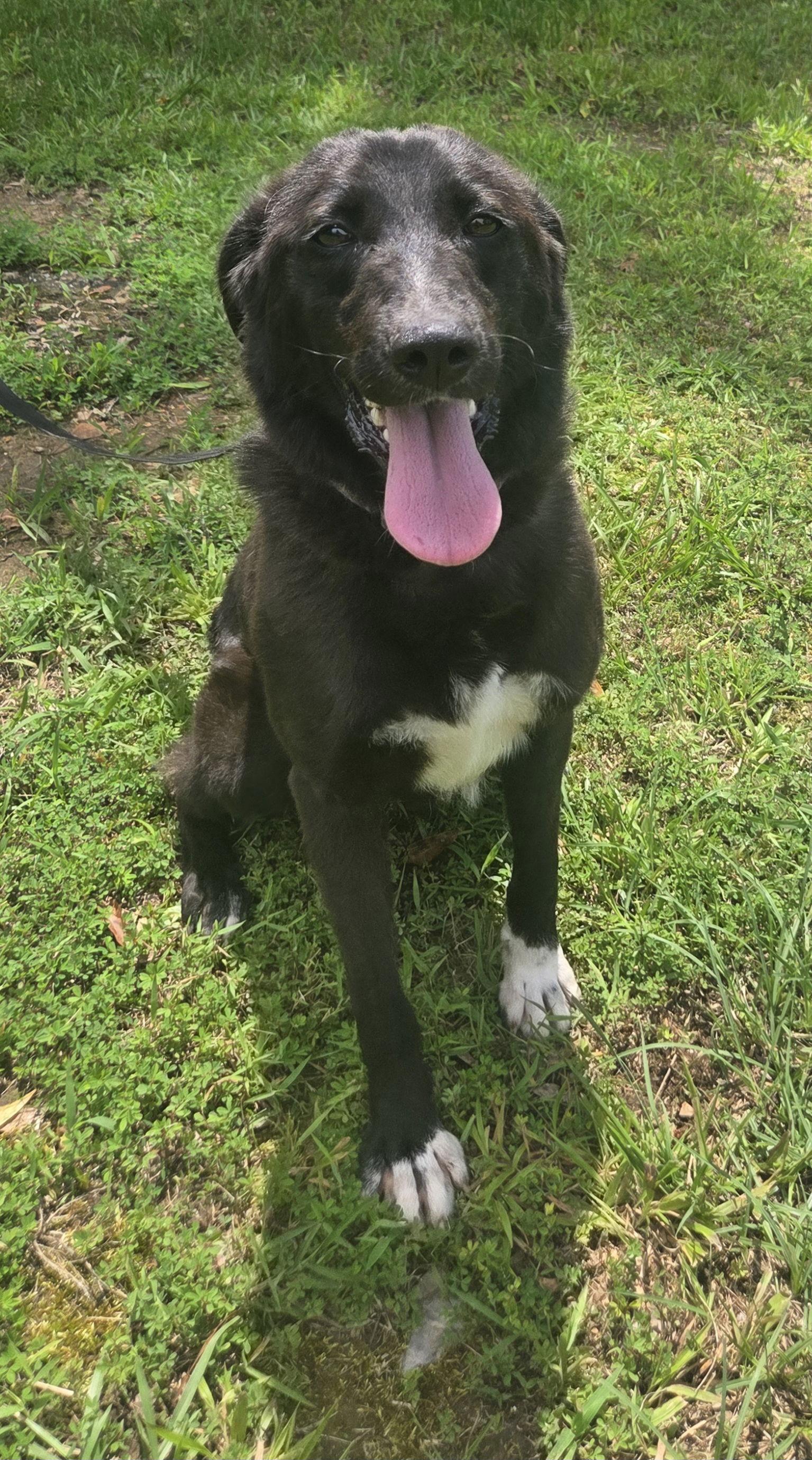 Daphne, Adoptable, Young Female Border Collie & Labrador Retriever.