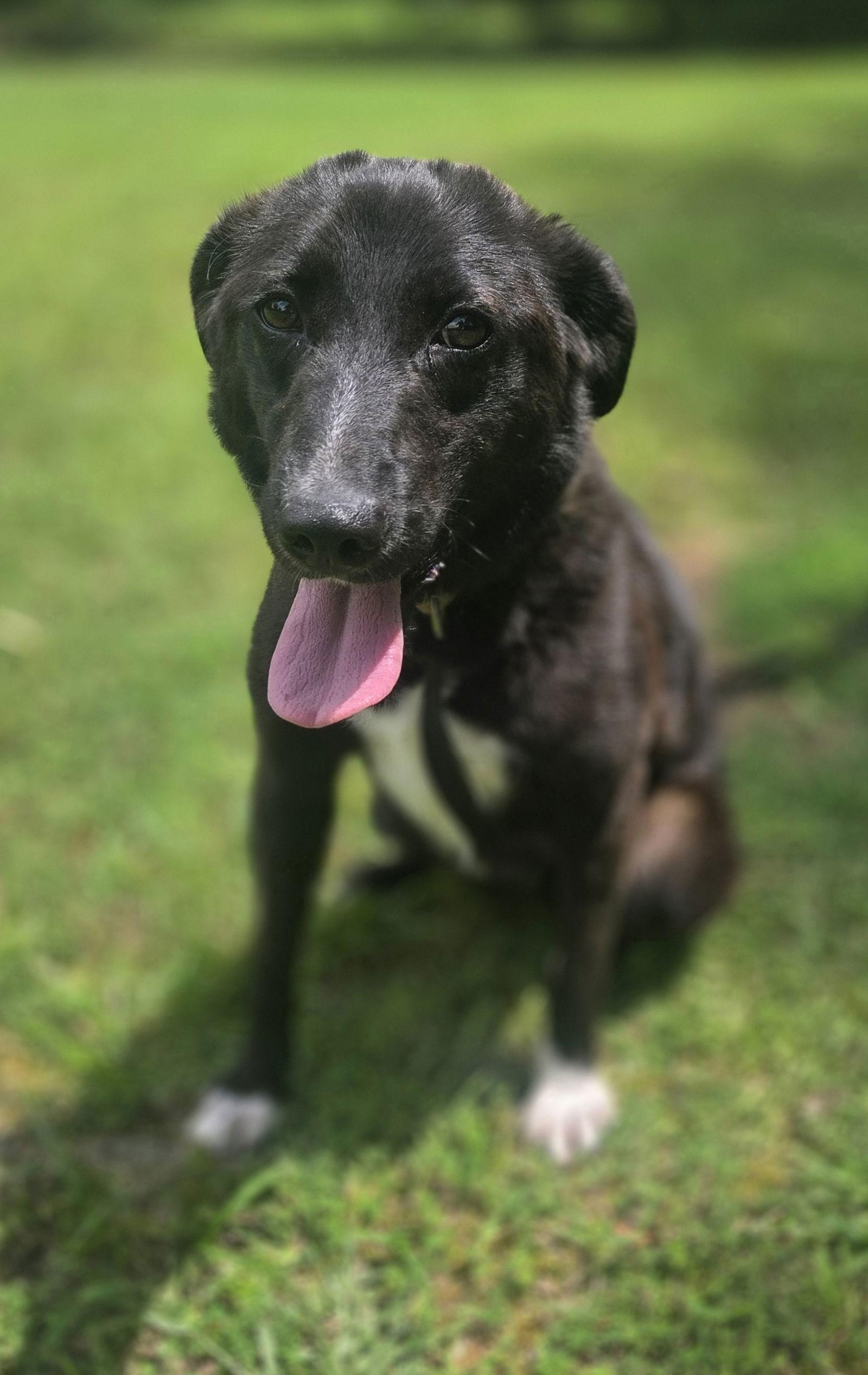 Enlarge Daphne, a Adoptable mixed breed in Attalla, AL image 2/3