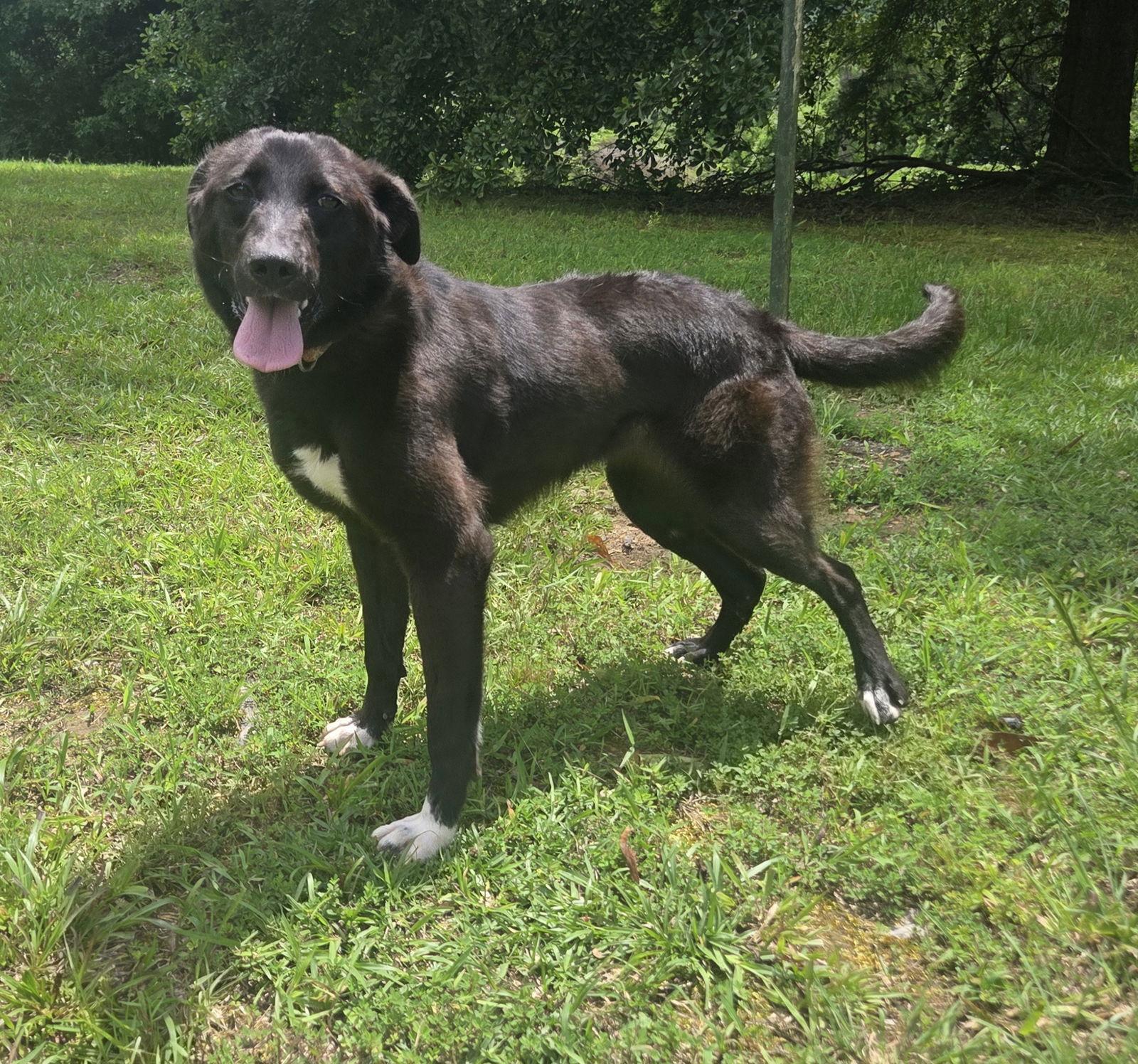 Enlarge Daphne, a Adoptable mixed breed in Attalla, AL image 3/3