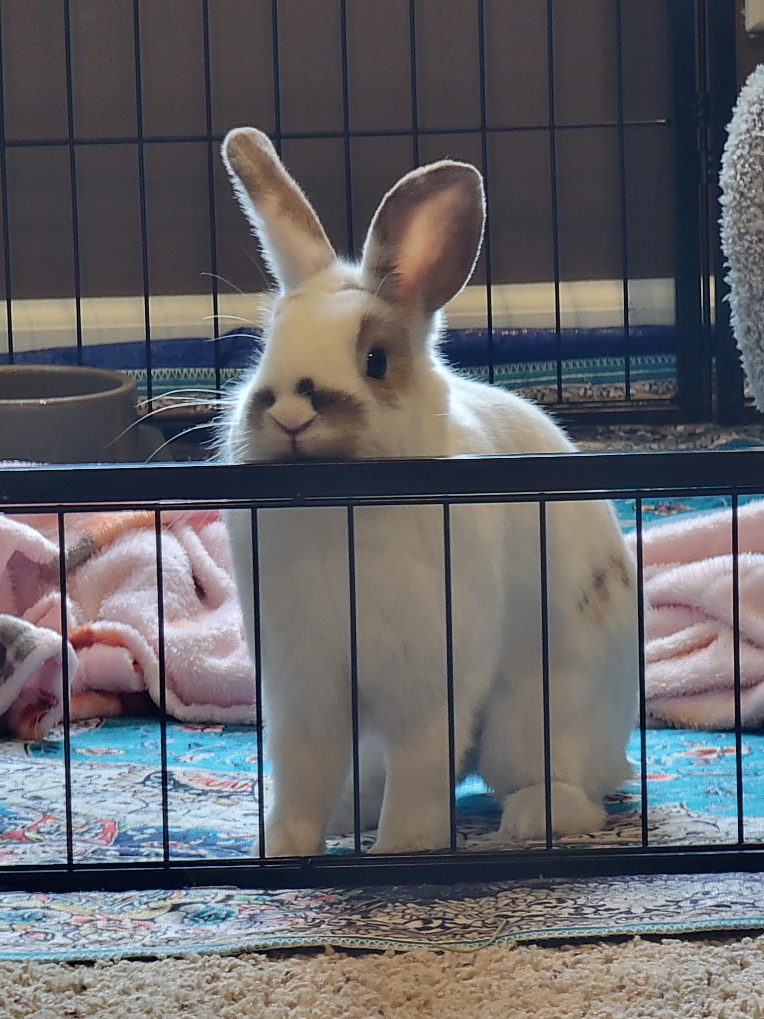 Leo, ADOPTABLE, Young Male Bunny Rabbit.