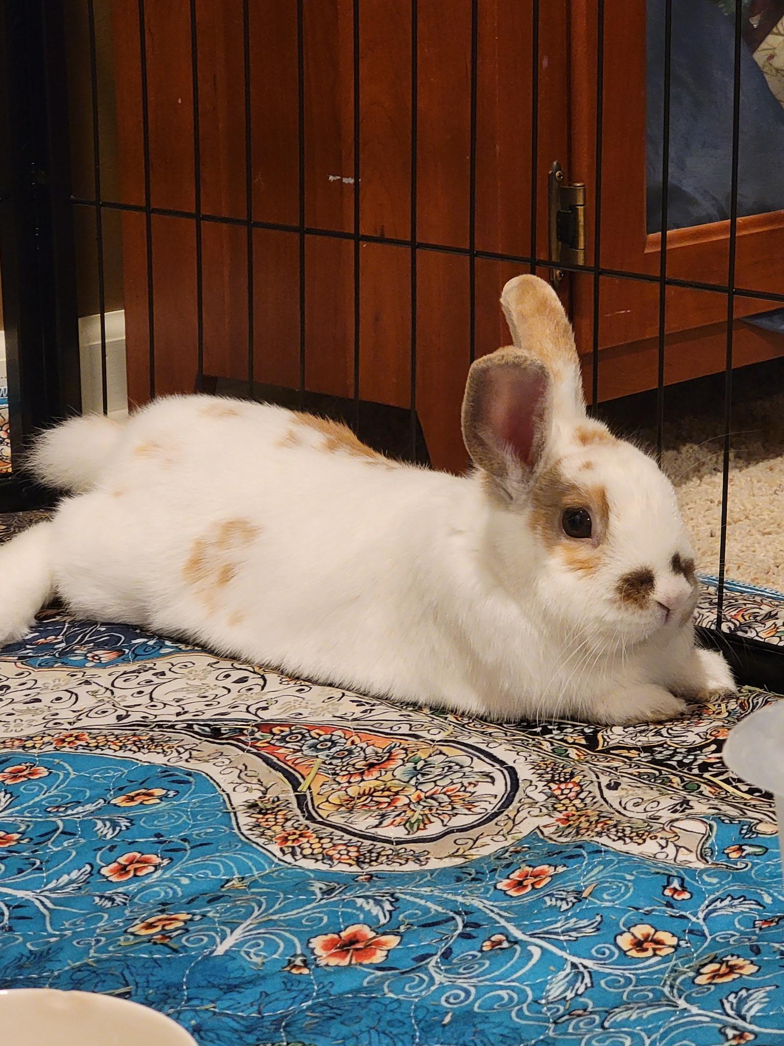 Enlarge Leo, a ADOPTABLE Bunny Rabbit in Vandalia, OH image 3/3