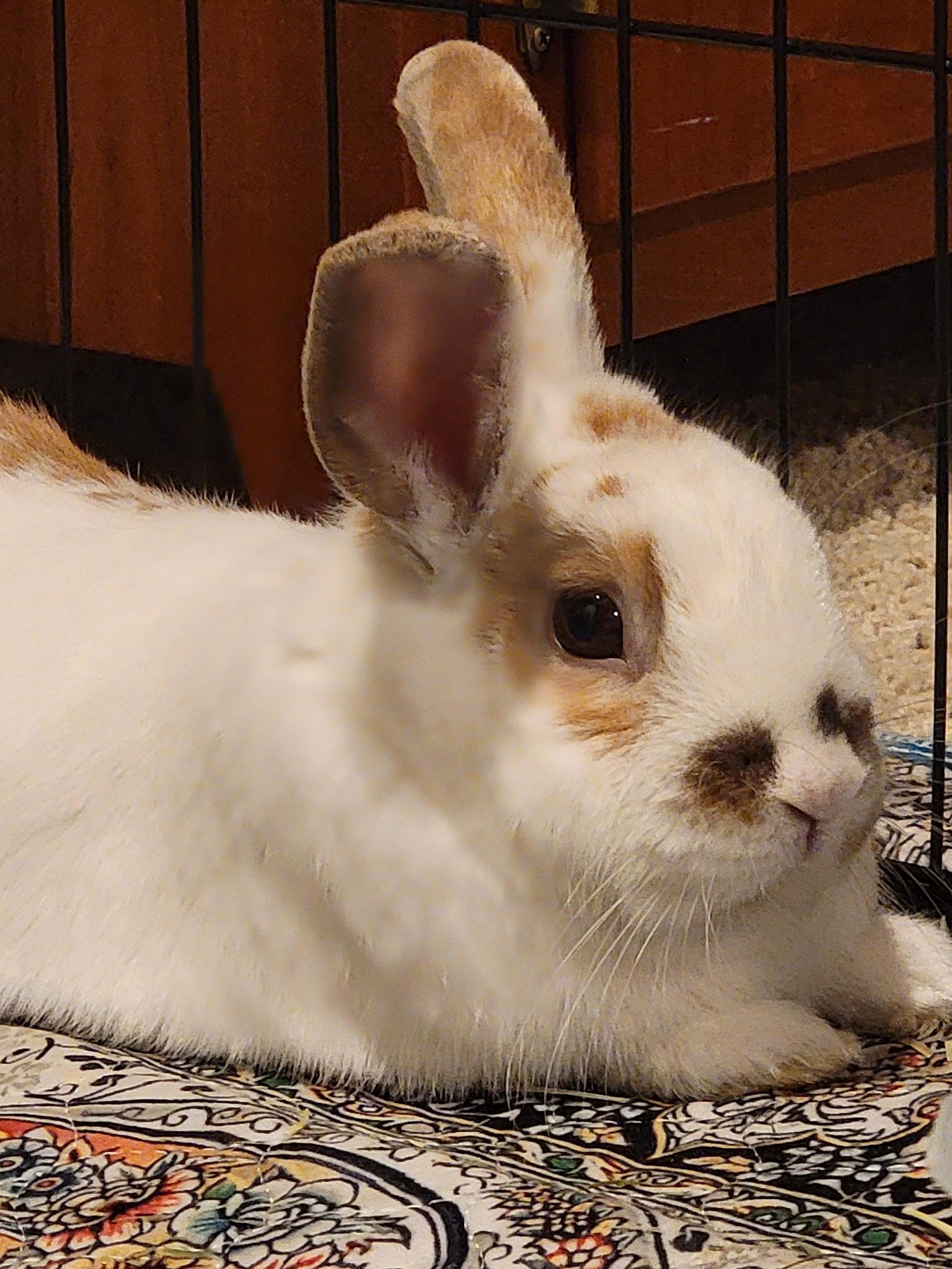 Enlarge Leo, a ADOPTABLE Bunny Rabbit in Vandalia, OH image 2/3
