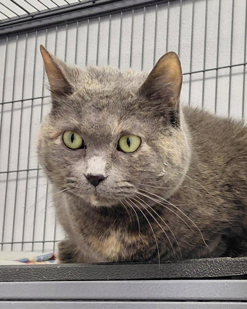 Enlarge Thelma @ The Cat's Brew, a Adoptable mixed breed in Montello, WI image 1/3
