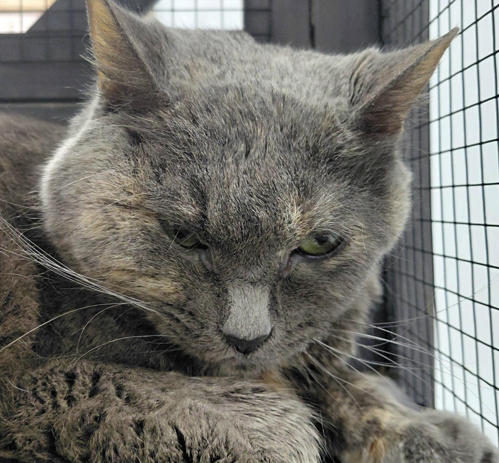 Enlarge Thelma @ The Cat's Brew, a Adoptable mixed breed in Montello, WI image 2/3