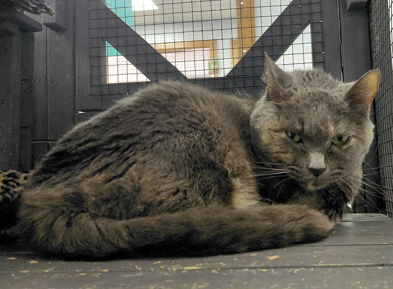 Enlarge Thelma @ The Cat's Brew, a Adoptable mixed breed in Montello, WI image 3/3