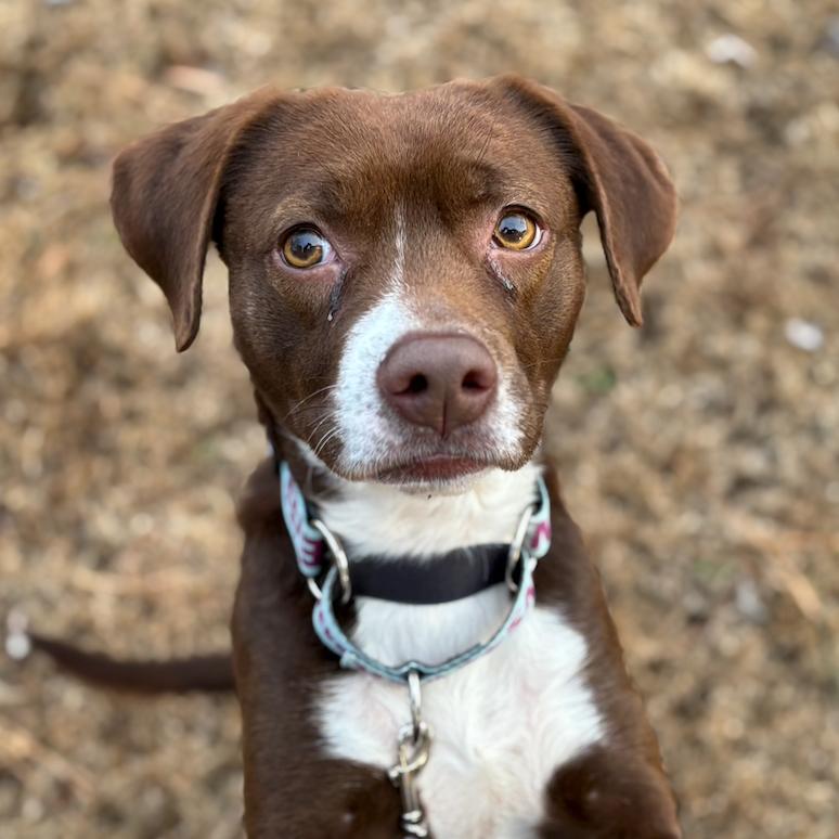 Hazel, a Adoptable Mixed Breed in Greensboro, GA image 1/4