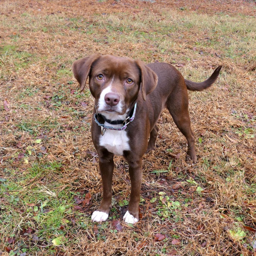 Hazel, a Adoptable Mixed Breed in Greensboro, GA image 2/4