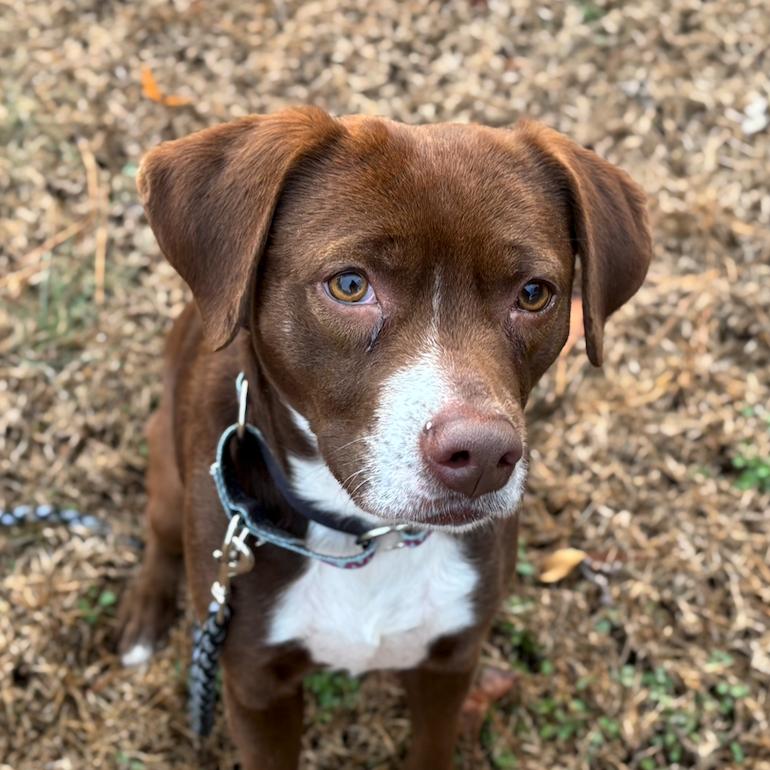 Hazel, a Adoptable Mixed Breed in Greensboro, GA image 3/4