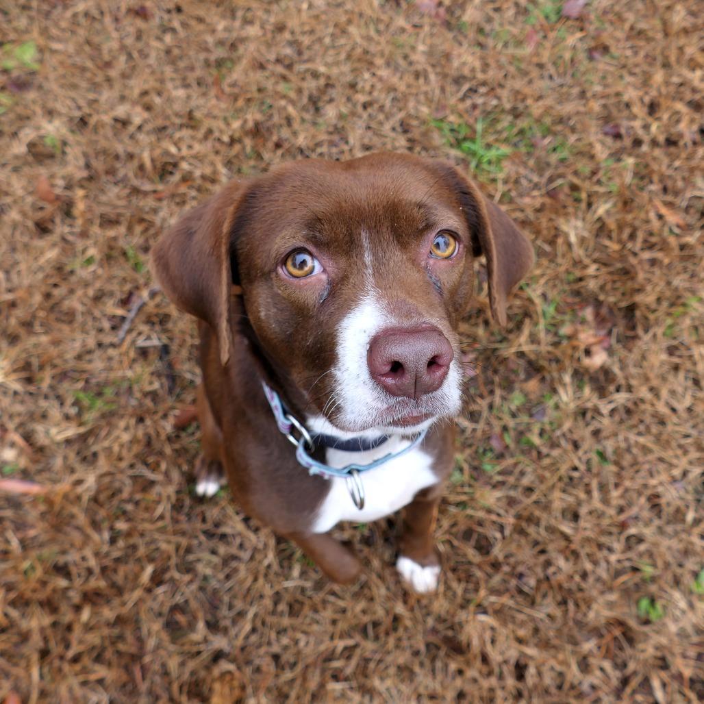 Hazel, a Adoptable Mixed Breed in Greensboro, GA image 4/4