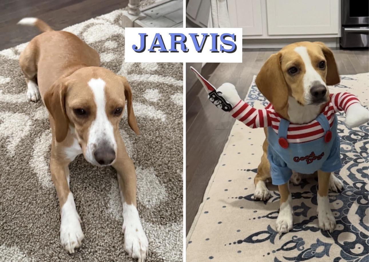 Jarvis, an adopted Beagle in Kutztown, PA image 2/2