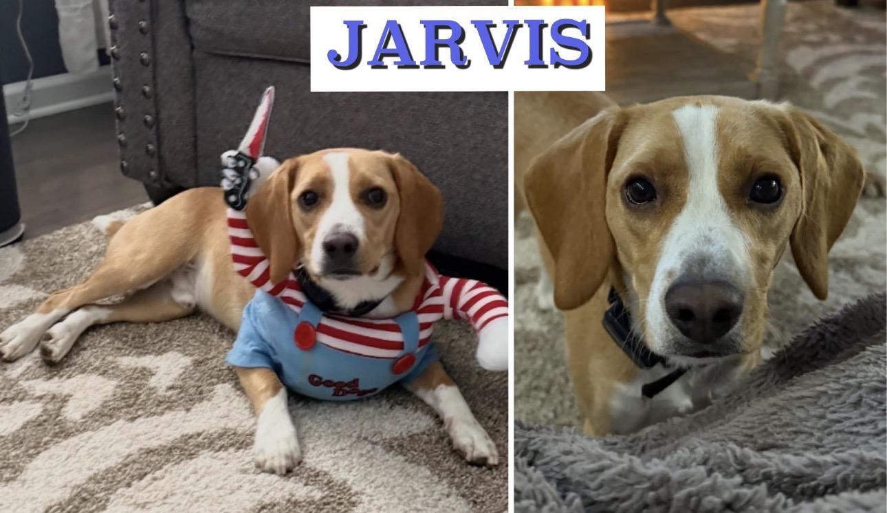 Jarvis, an adopted Beagle in Kutztown, PA image 1/2