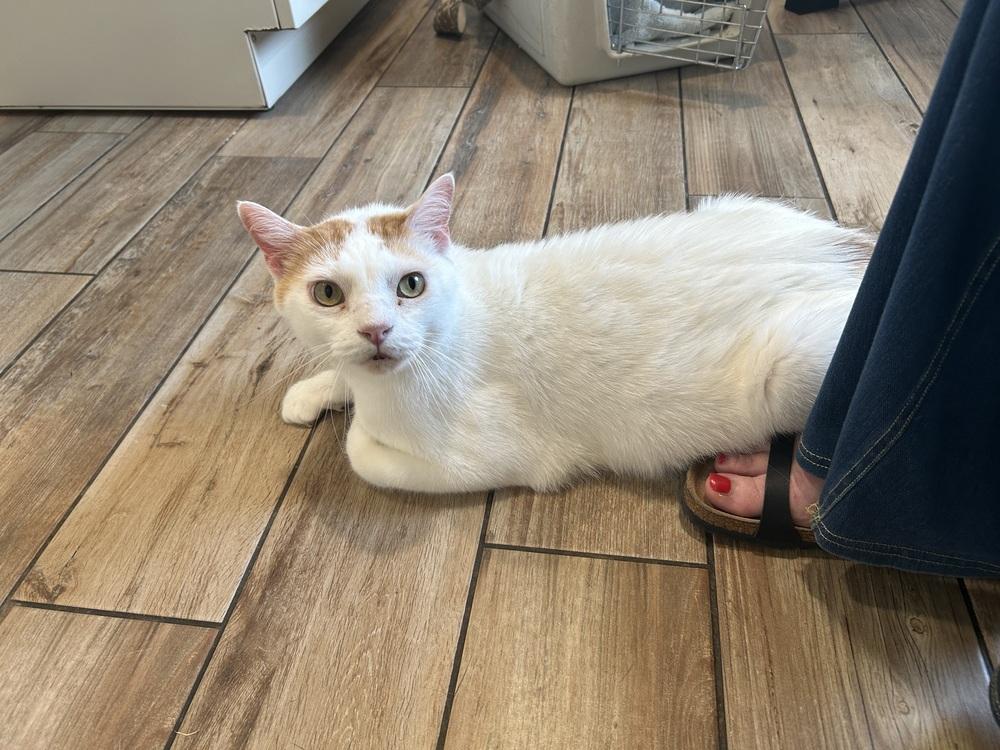 Zan, Adoptable, Senior Male Domestic Short Hair.