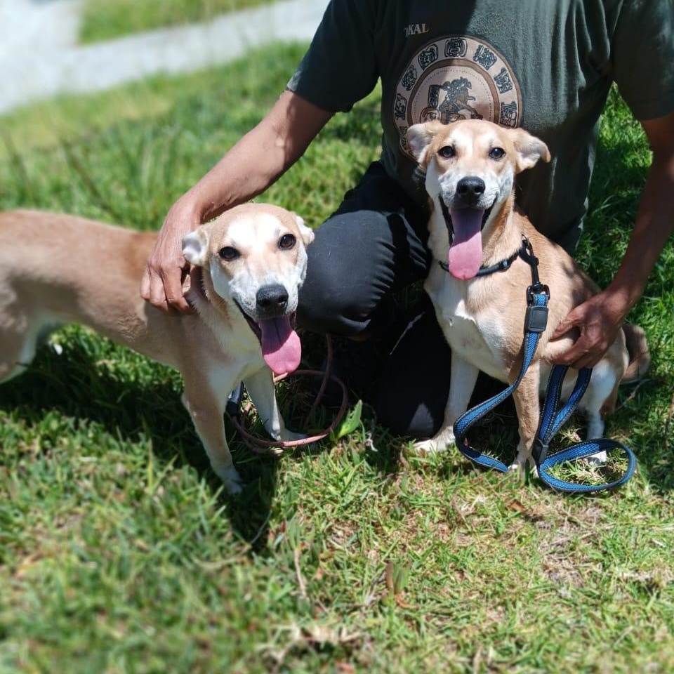 Dina y Kina, Adoptable, Young Female Mixed Breed.