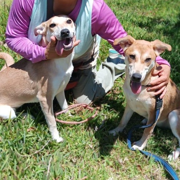 Enlarge Dina y Kina, a Adoptable Mixed Breed in Tijuana, BCN image 3/3