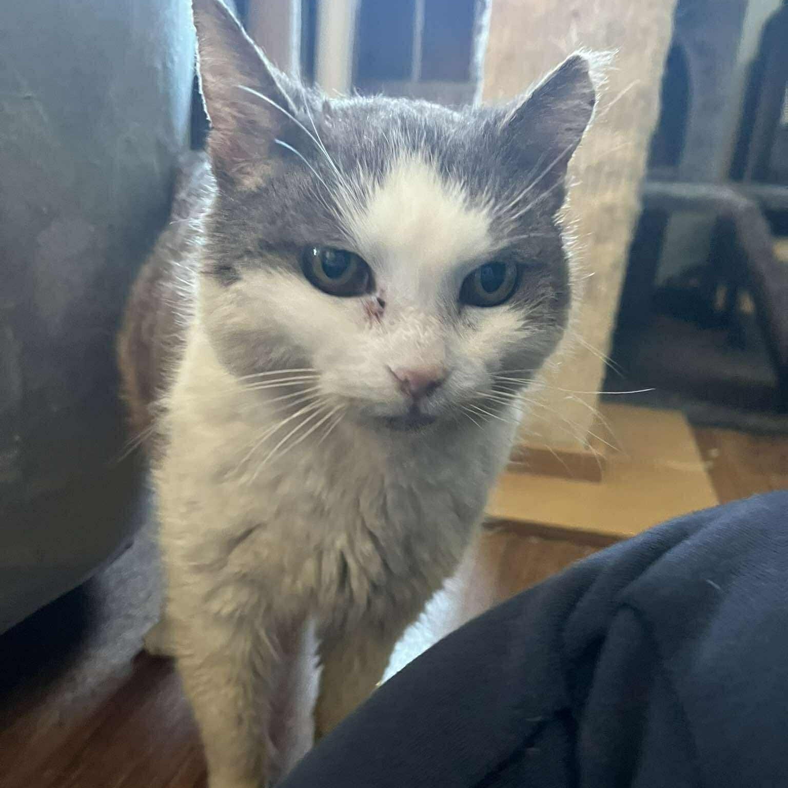 Enlarge Tiffany (senior), a ADOPTABLE Domestic Medium Hair in Huntington, NY image 3/3