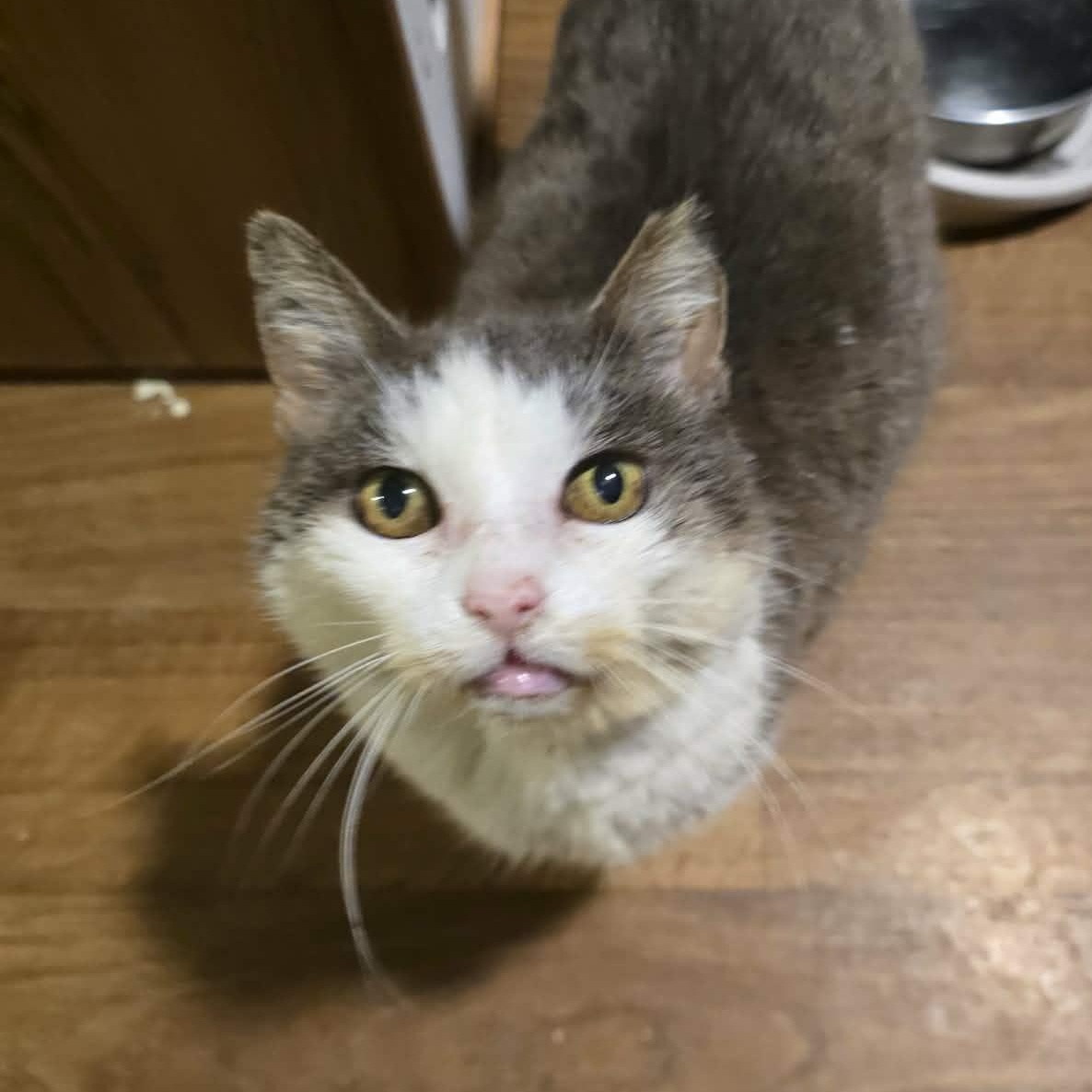 Tiffany (senior), ADOPTABLE, Senior Female Domestic Medium Hair.