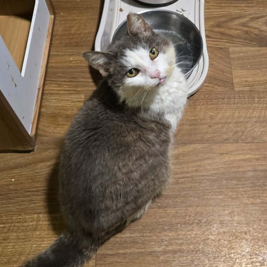 Enlarge Tiffany (senior), a ADOPTABLE Domestic Medium Hair in Huntington, NY image 2/3