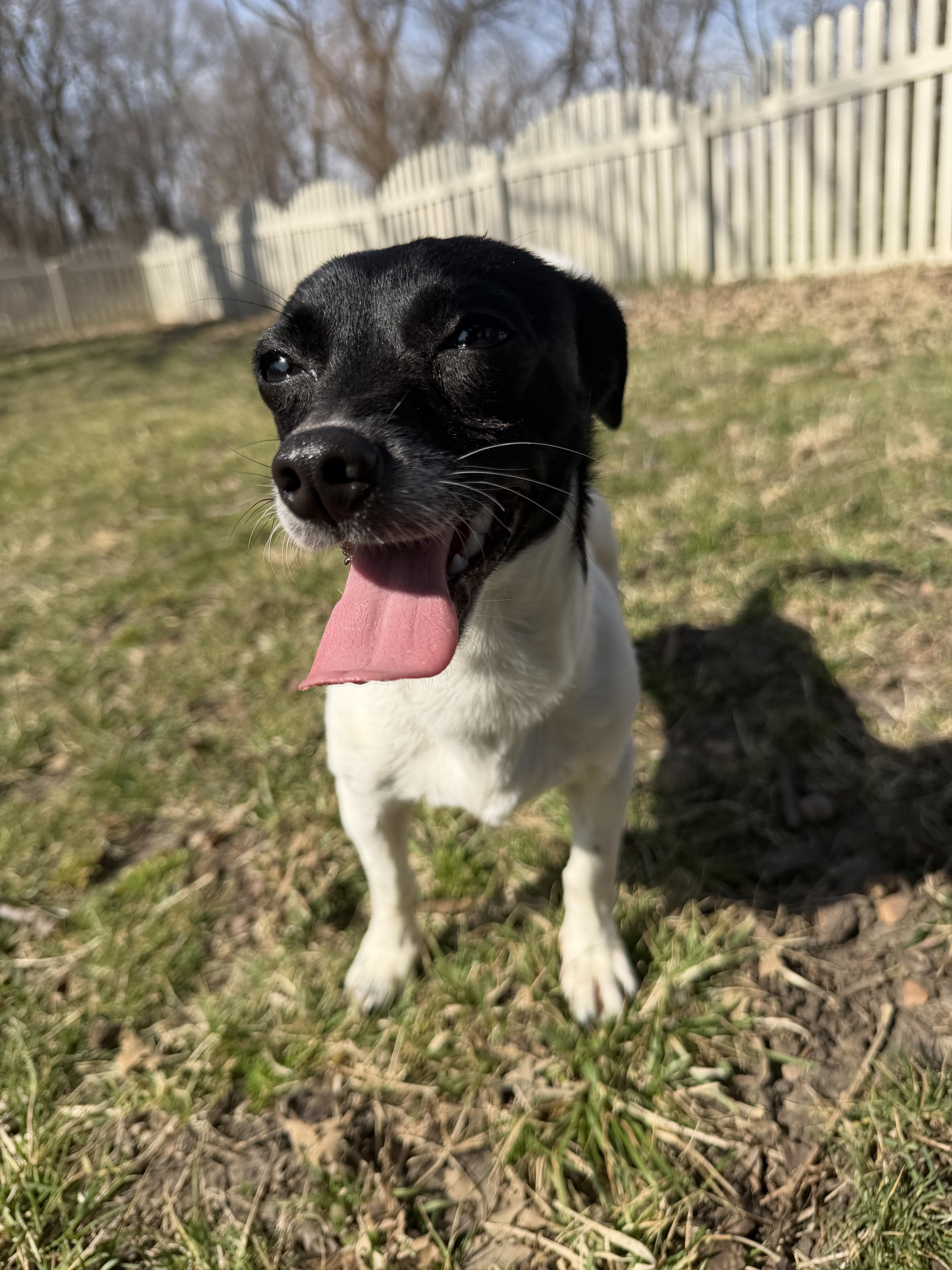 Enlarge Clarisse, an adopted mixed breed in Auburn, NE image 2/5