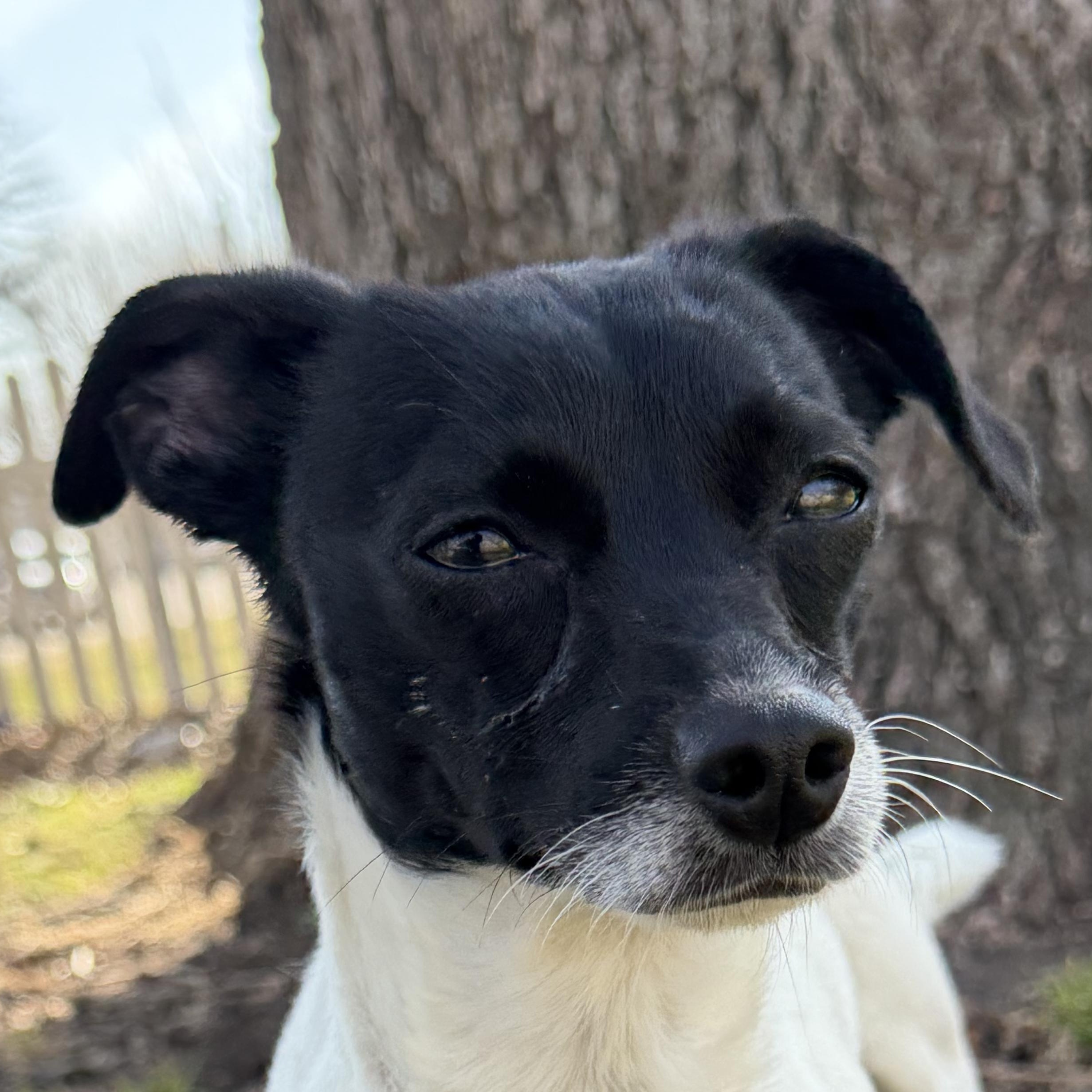 Clarisse, adopted, Young Female Chihuahua.