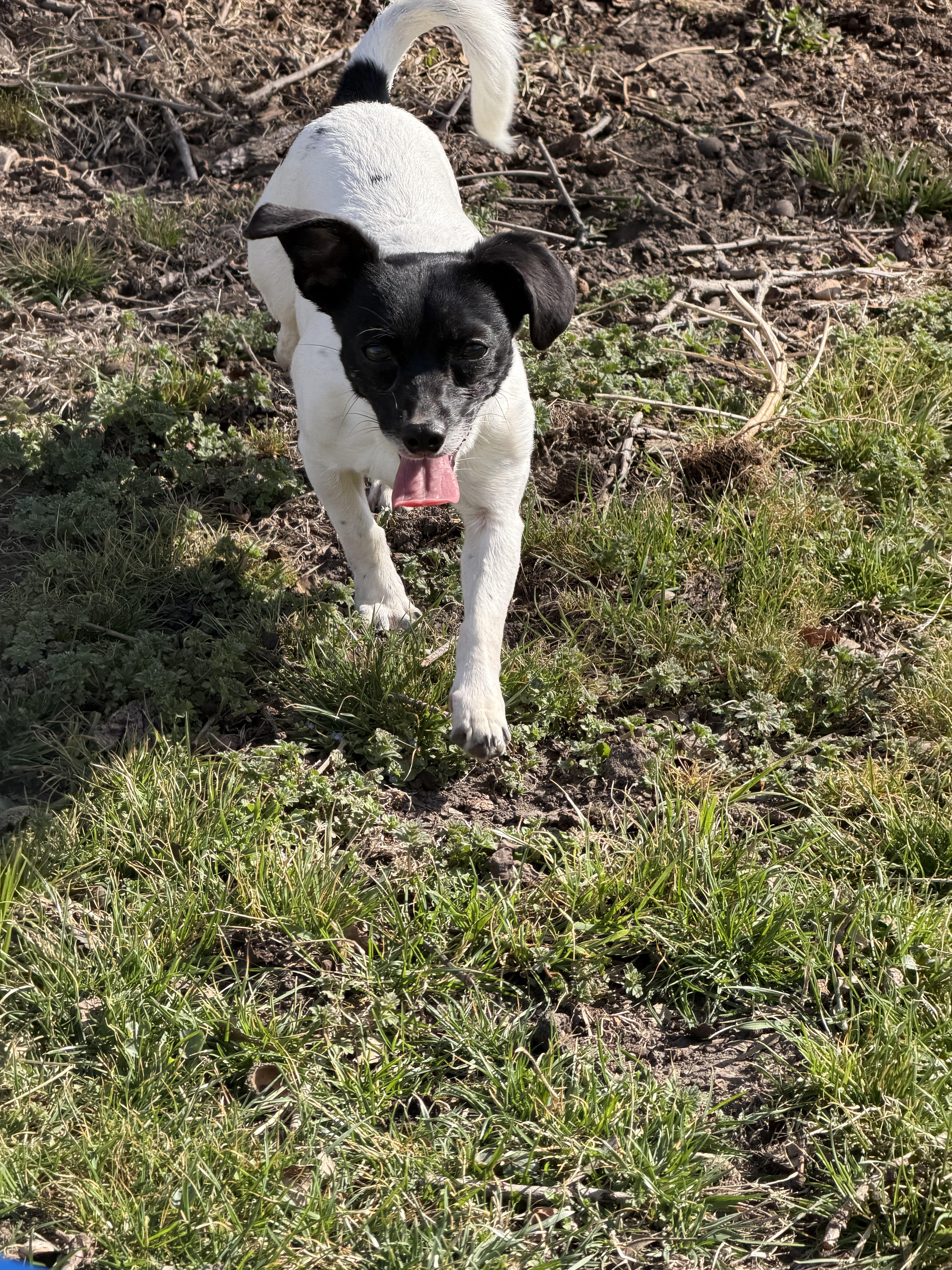 Enlarge Clarisse, an adopted mixed breed in Auburn, NE image 3/5