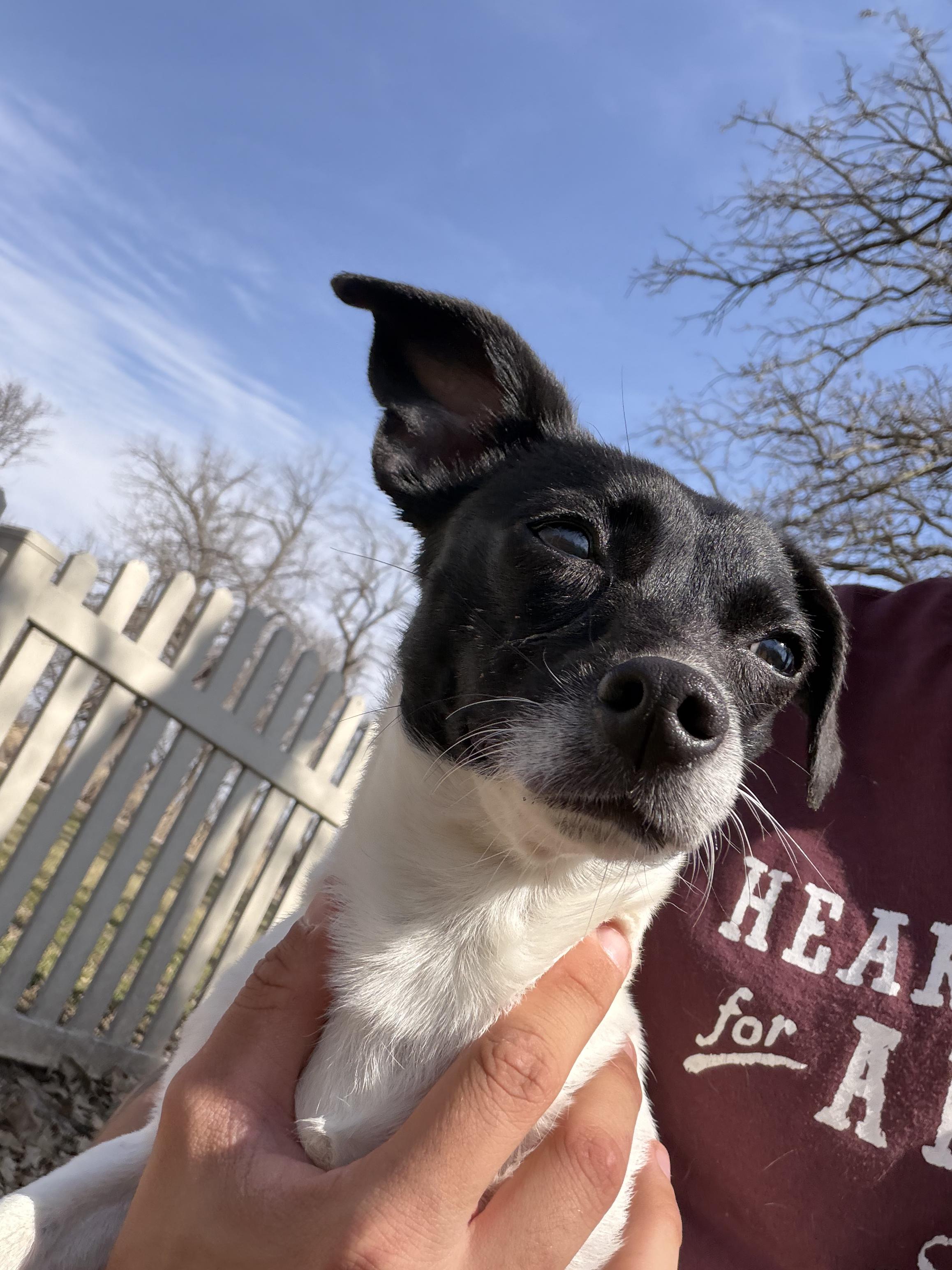 Enlarge Clarisse, an adopted mixed breed in Auburn, NE image 5/5