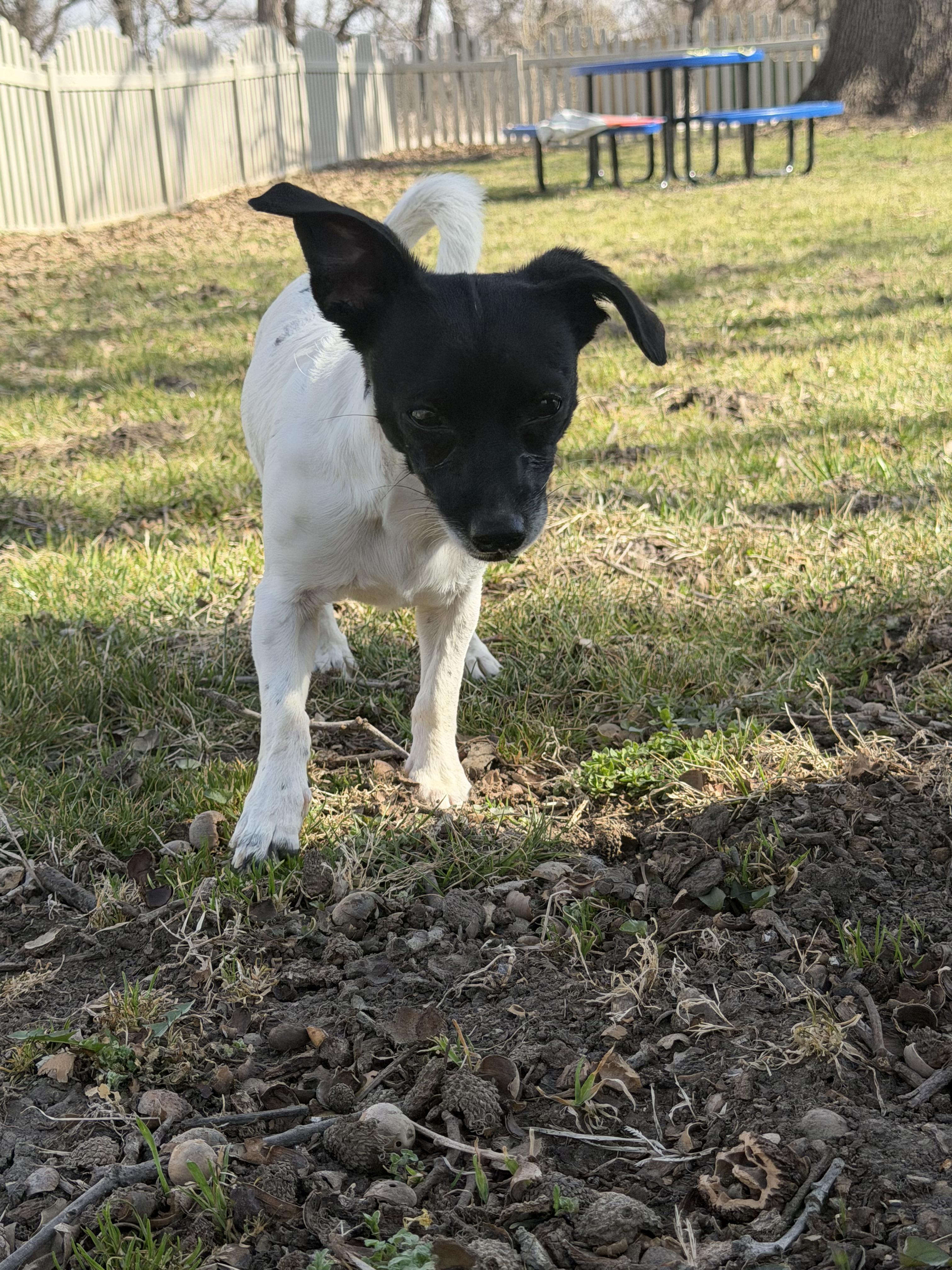 Enlarge Clarisse, an adopted mixed breed in Auburn, NE image 4/5