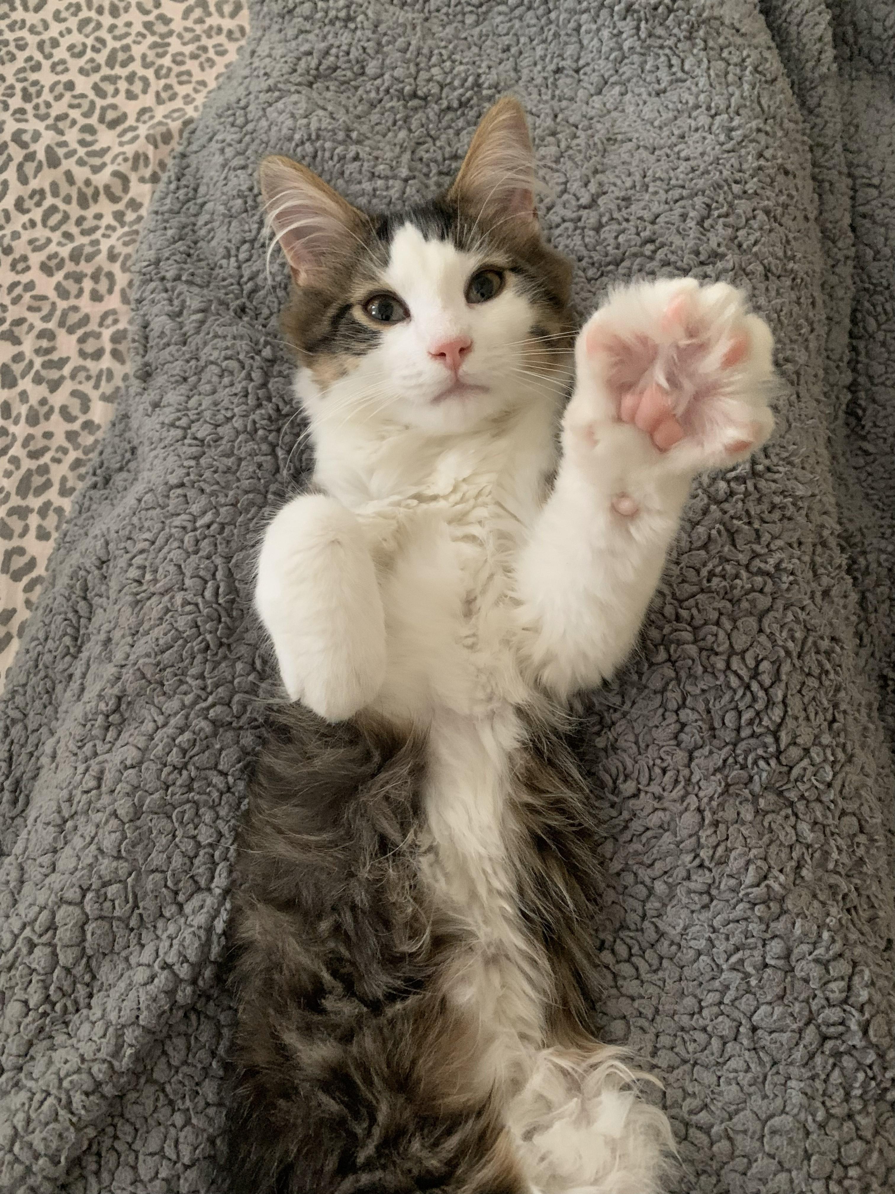 Enlarge Rickey, a ADOPTABLE Domestic Medium Hair in Mississauga, ON image 1/6