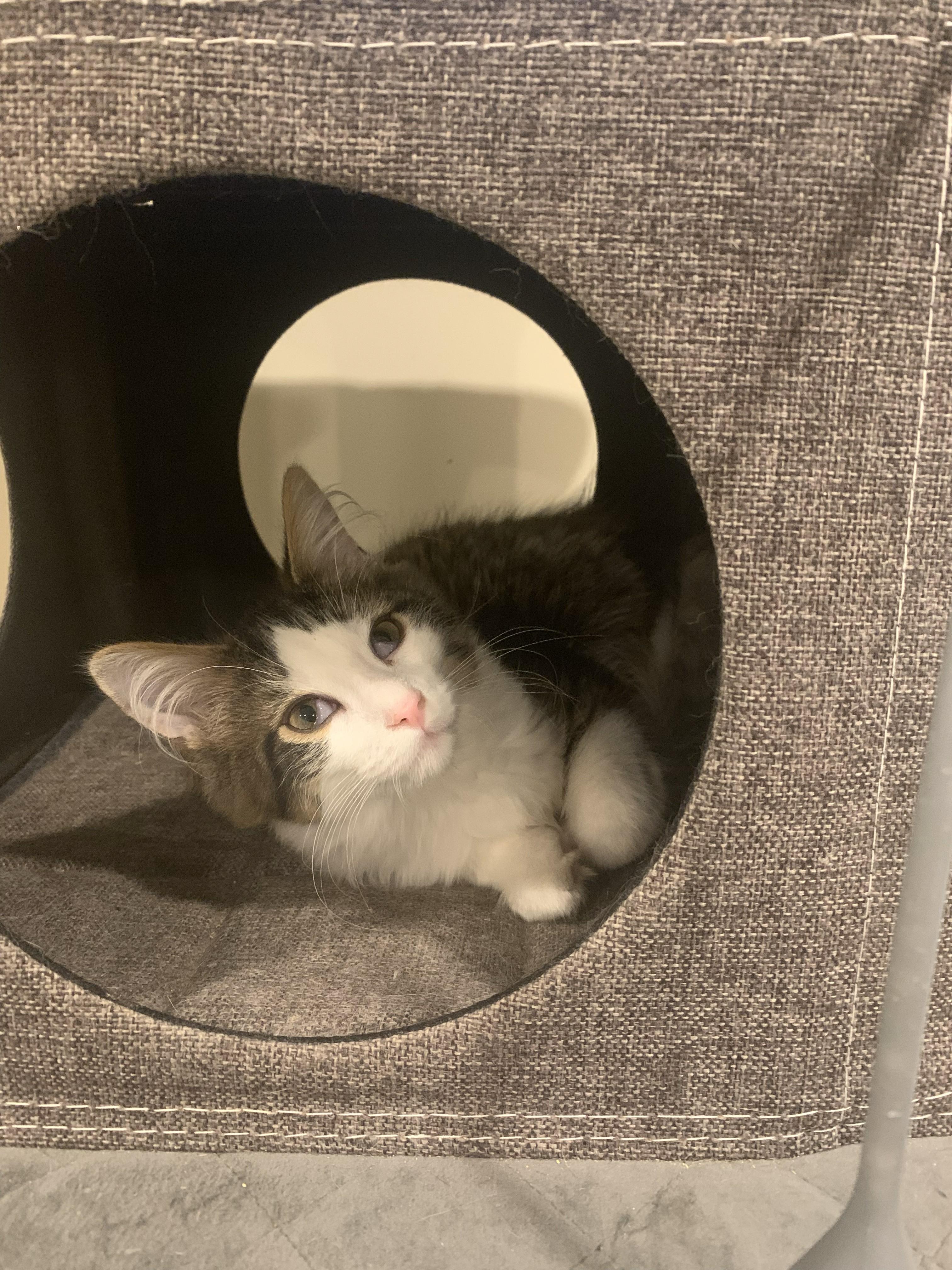 Enlarge Rickey, a ADOPTABLE Domestic Medium Hair in Mississauga, ON image 5/6