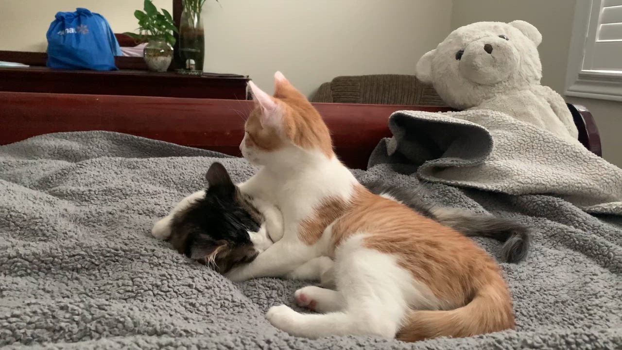 Enlarge Rickey, a ADOPTABLE Domestic Medium Hair in Mississauga, ON video 3/6