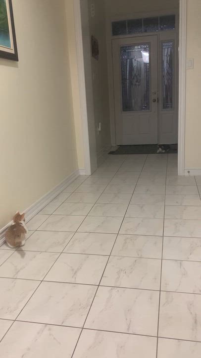 Enlarge Rickey, a ADOPTABLE Domestic Medium Hair in Mississauga, ON video 4/6