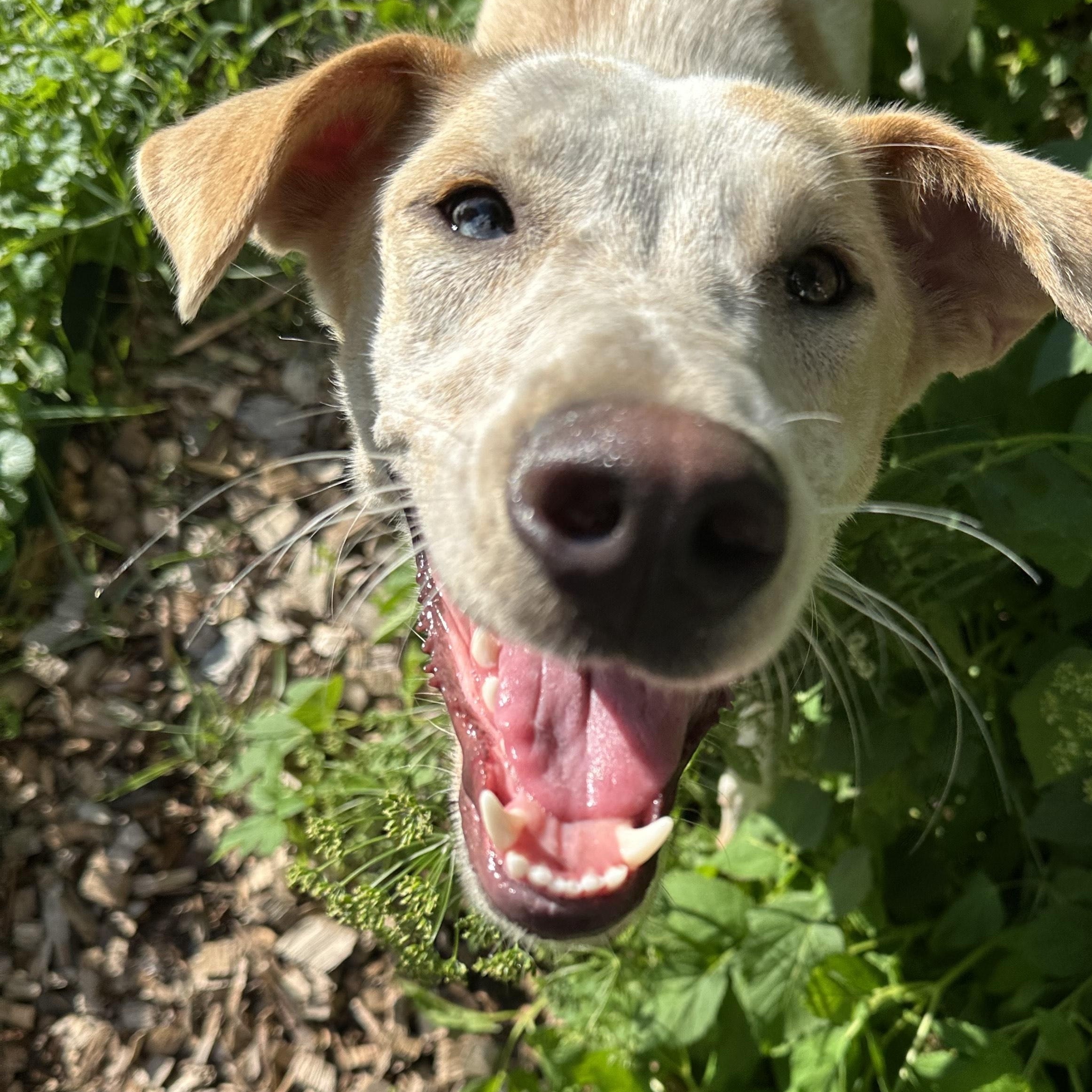 Polly, Young Female Retriever
