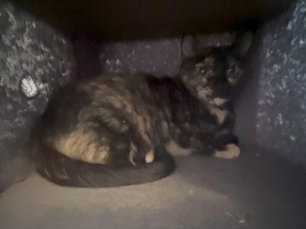 Twinkles, Adoptable, Adult Female Domestic Short Hair.