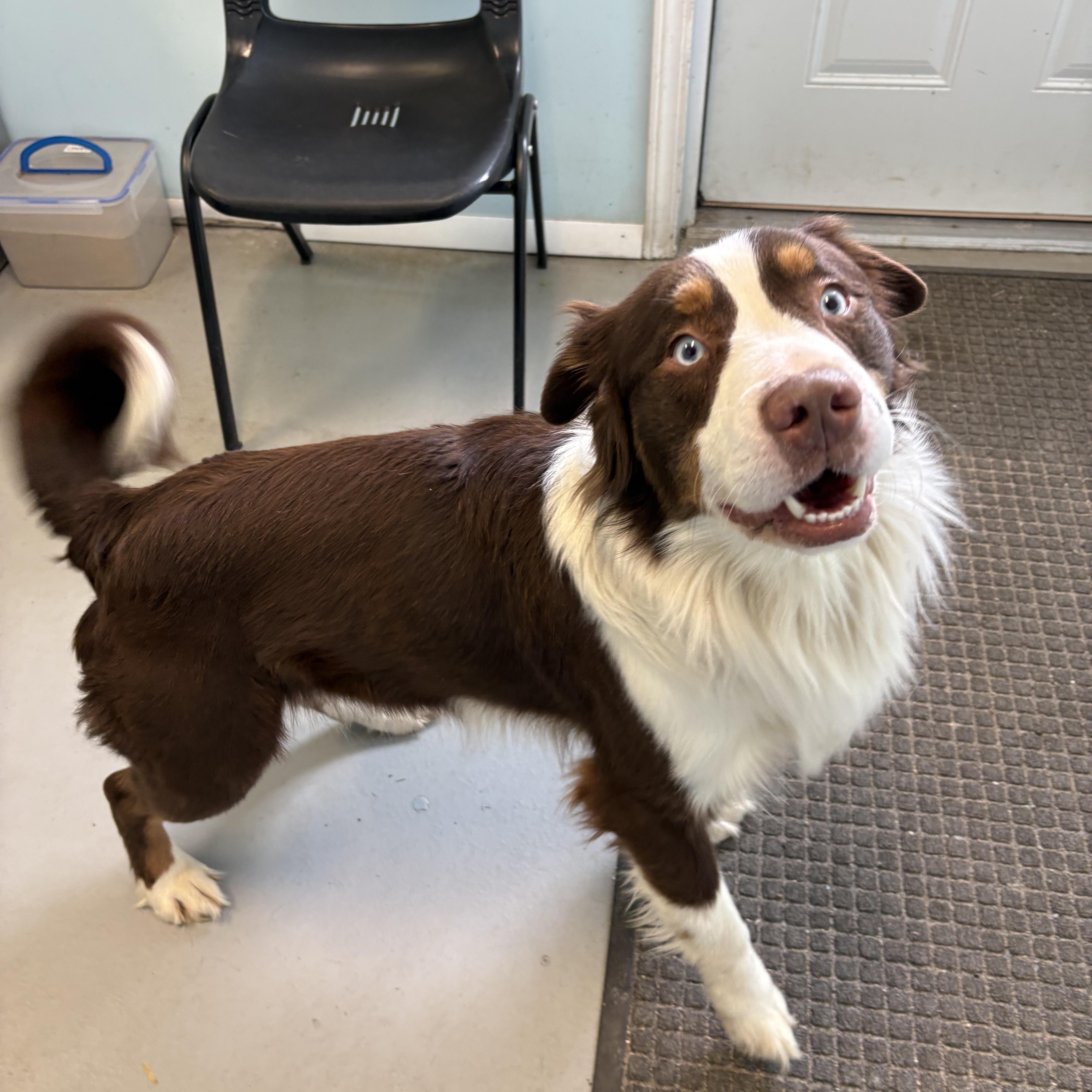 Enlarge Igor, a ADOPTABLE Mixed Breed in Big Rapids, MI image 1/2